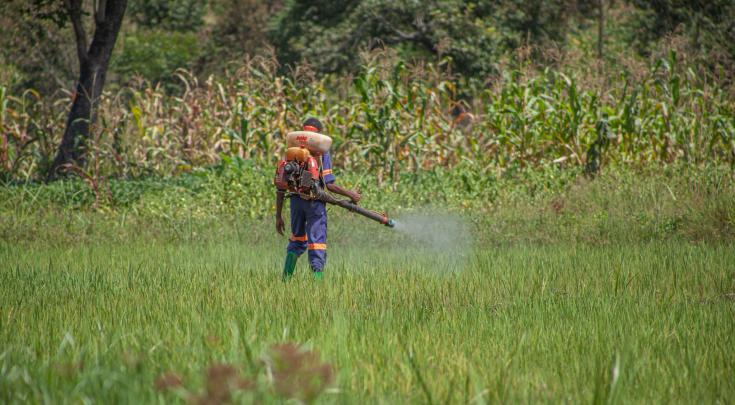 los equipos de MSF están aplicando larvicidas en el campo de Nduta, que consiste en rociar un químico no tóxico llamado Bactivec, para matar las larvas de mosquitos en los pantanos y el agua estancada