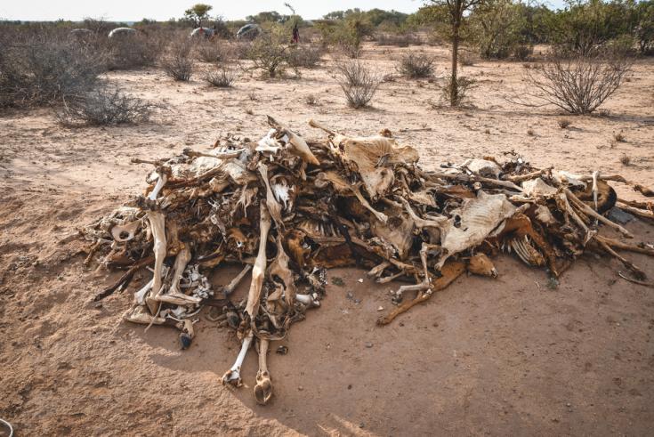 Cadáveres de animales en el camino. Illeret, Kenia.